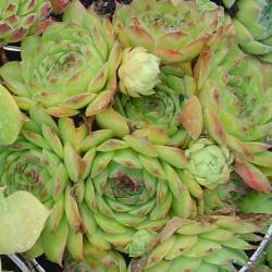 Sempervivum - Dachwurz - Hauswurz